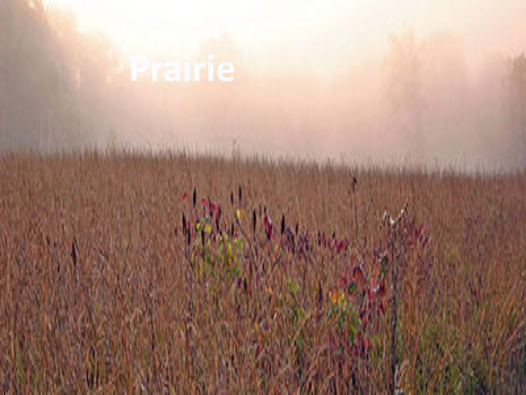 Prairie